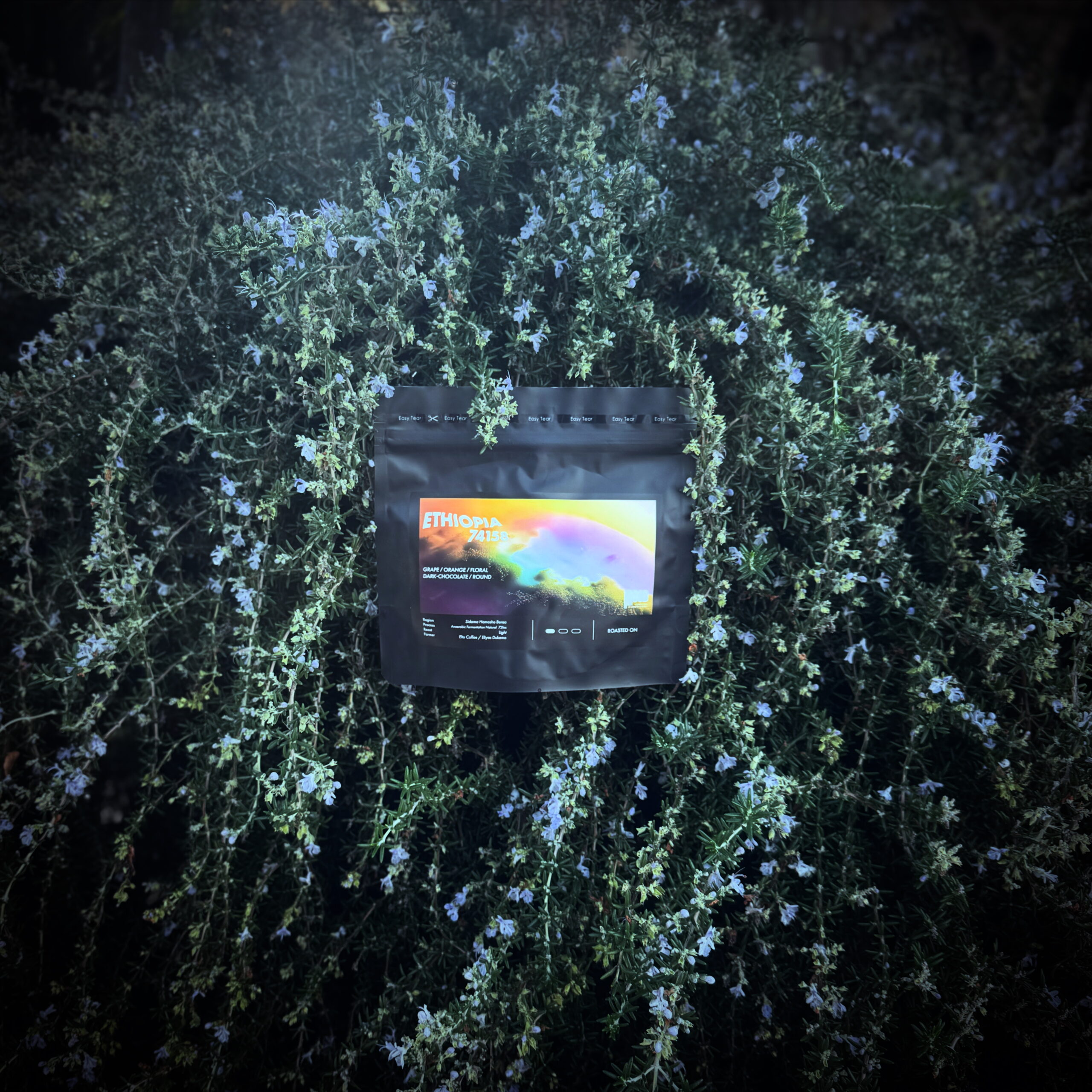 ETHIOPIA Hamasho ANAEROBIC Natural 72hrs / エチオピア ハマショウ